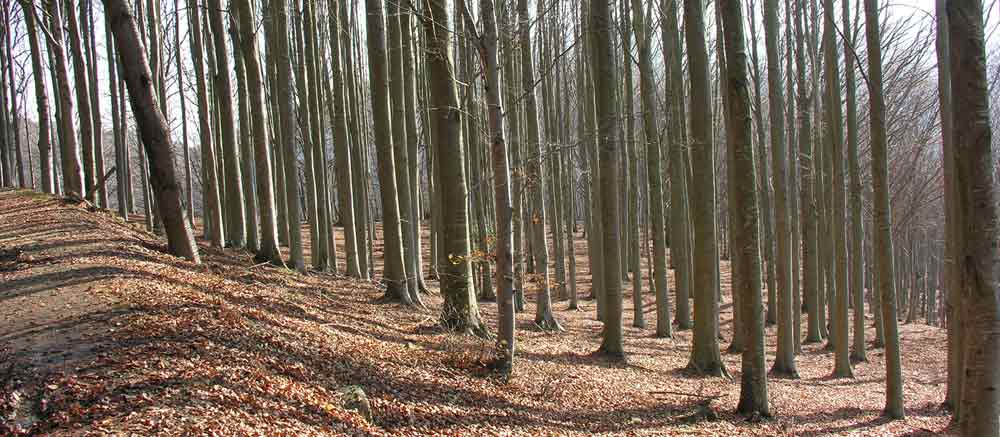 Immagine della riserva naturale